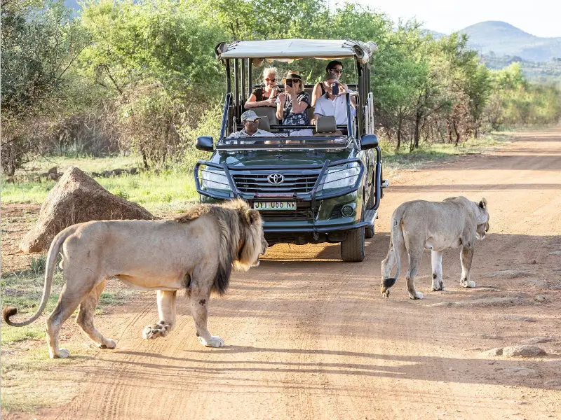 On safari in Pilanesberg - viewing a lion and lioness
