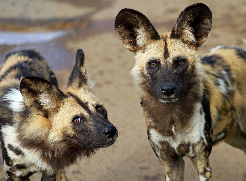 Wild dog in Pilanesberg Game Reserve - one of the rarer wildlife species