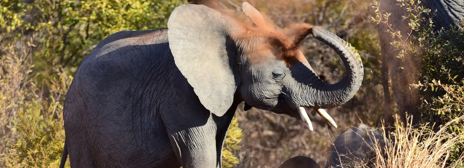 Young elephant enjoying a dust bath